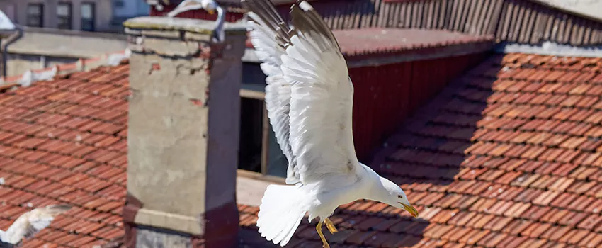 Residential Chimney Animal Removal Solution in Niagara Falls, ON